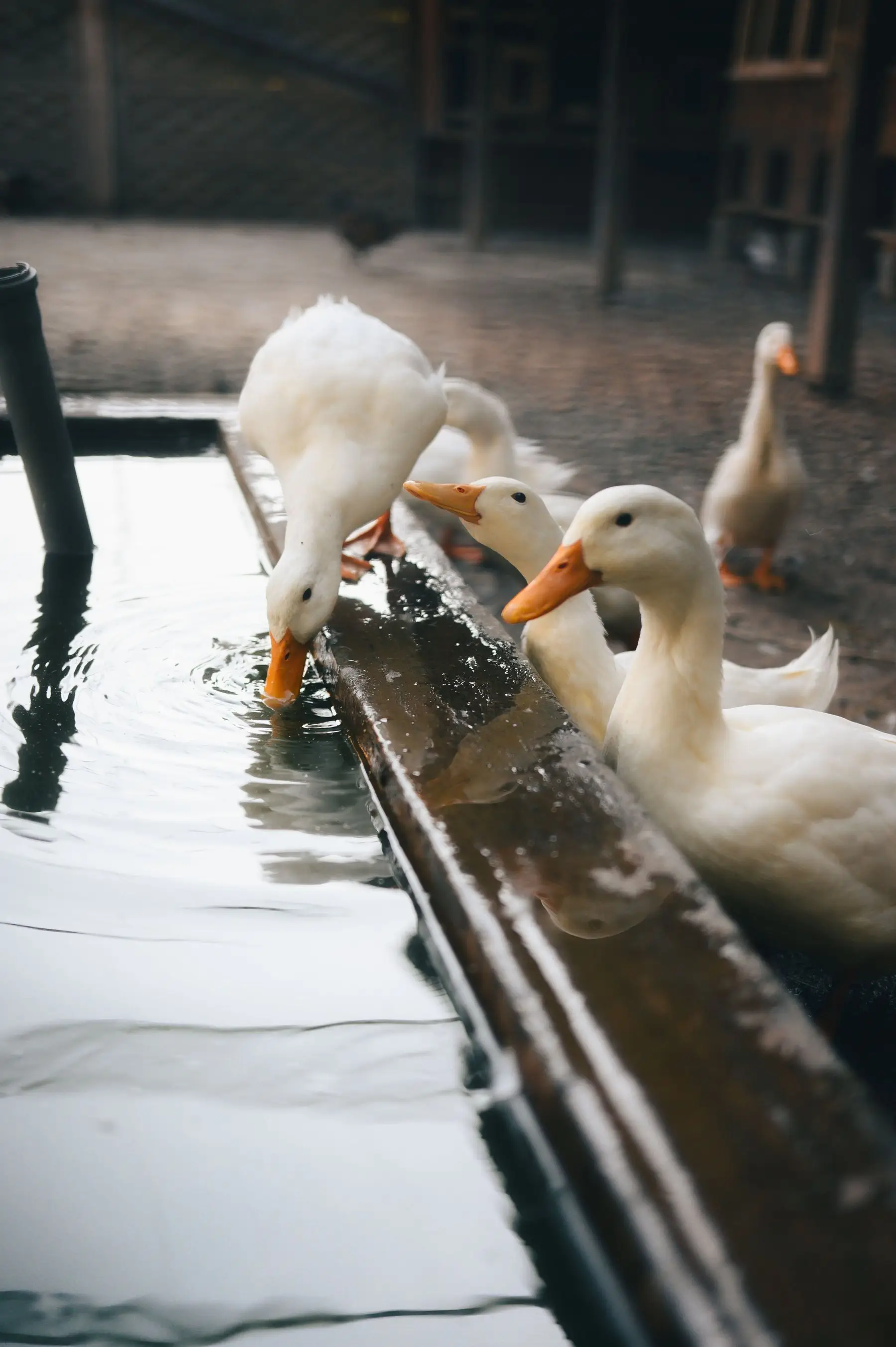 White Pekin ducks drinking at the edge of an open water trough, with wet ground around it