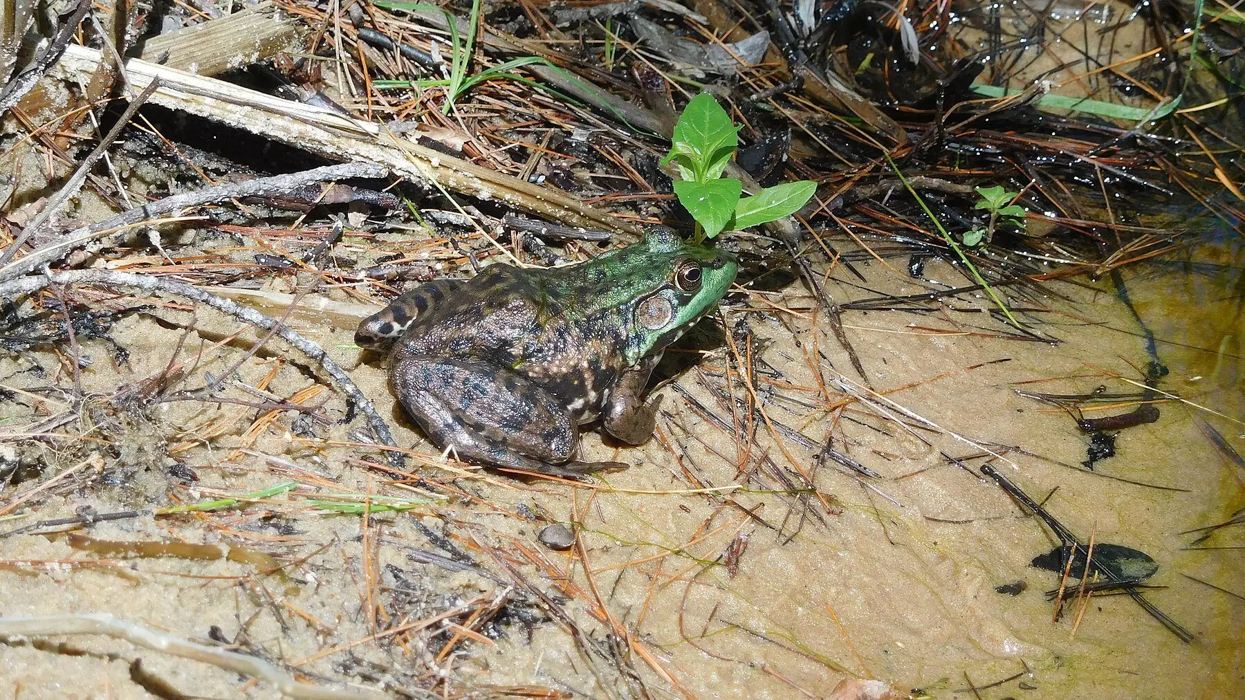 A green frog sitting at the sandy edge of still water