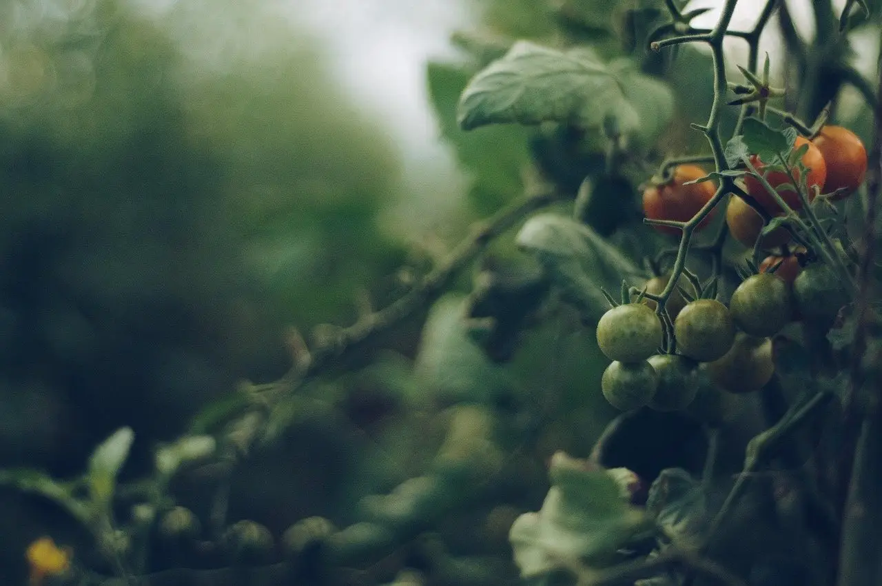 Ripening tomatoes hanging on the vine among green foliage