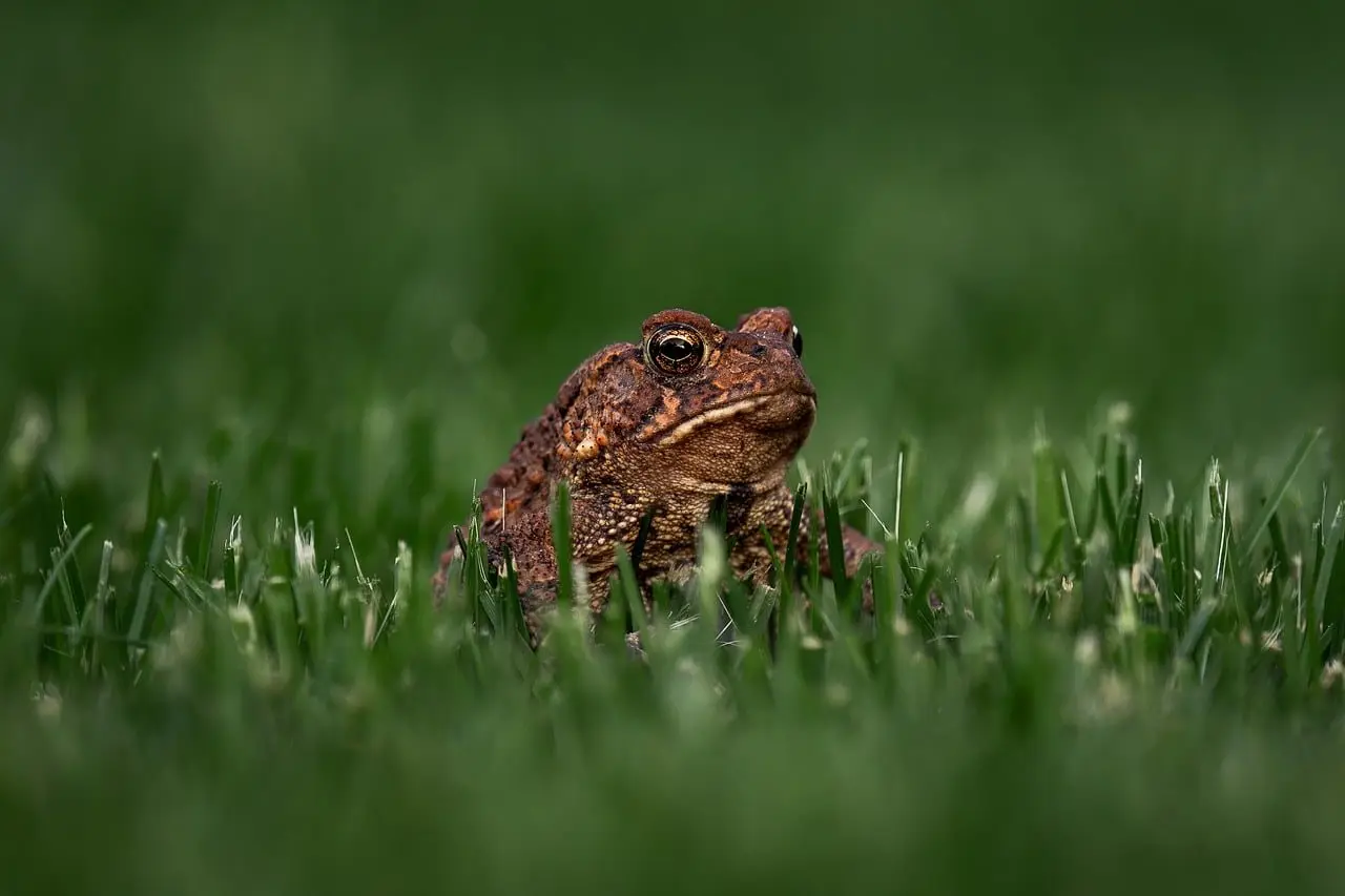 Toad garden
