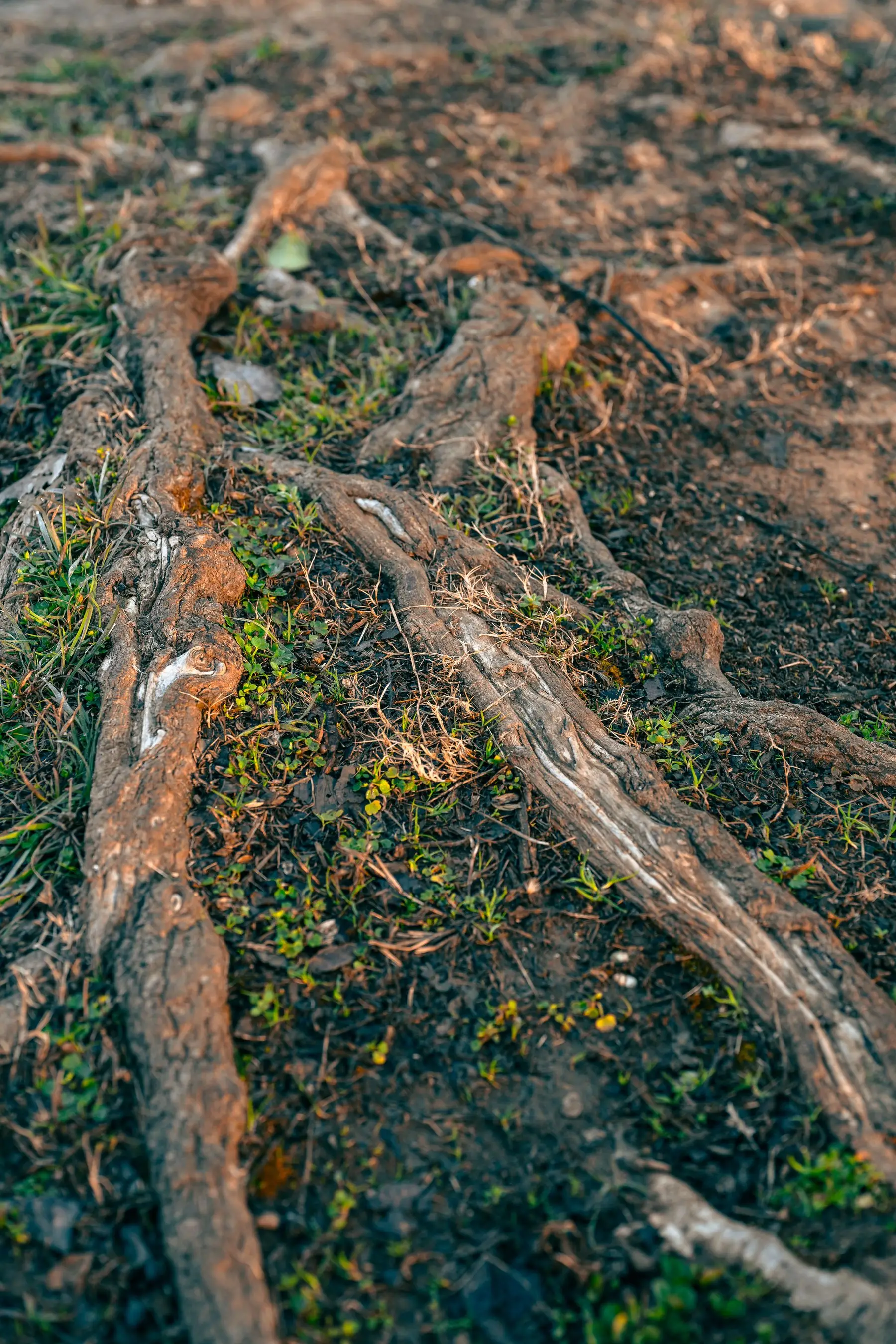 Mature tree roots running across the ground surface through thin, worn grass beneath a canopy