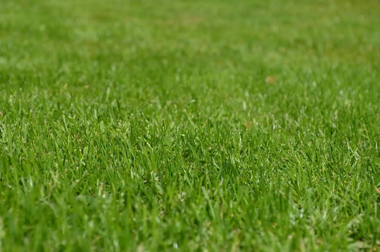 A close view of dense green lawn turf across an even surface