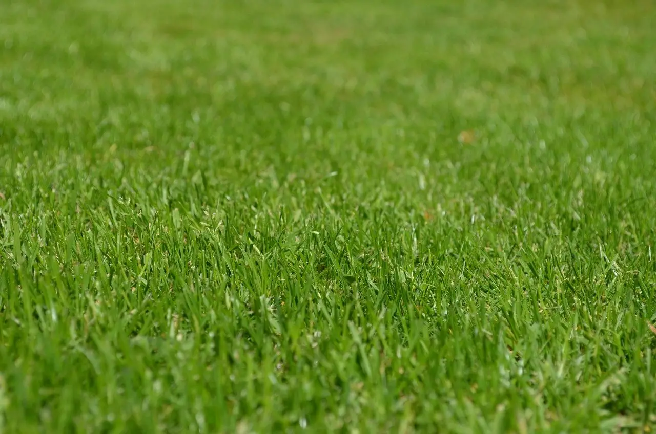 Close-mown green lawn filling the frame