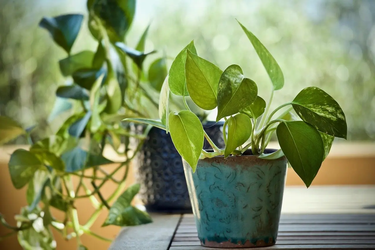 Pothos plant trailing