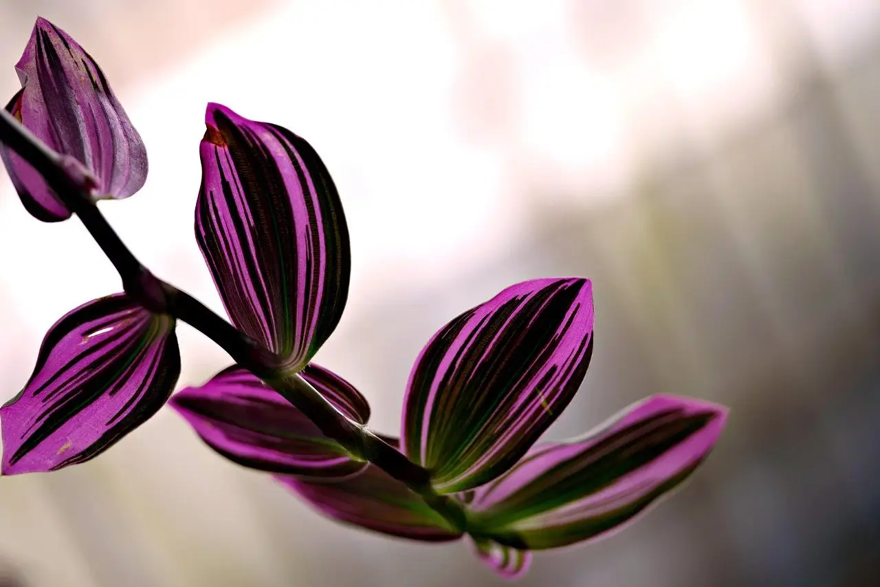 Tradescantia purple plant