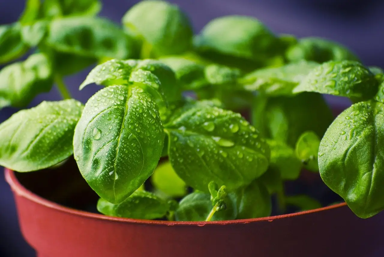 Basil plant pot