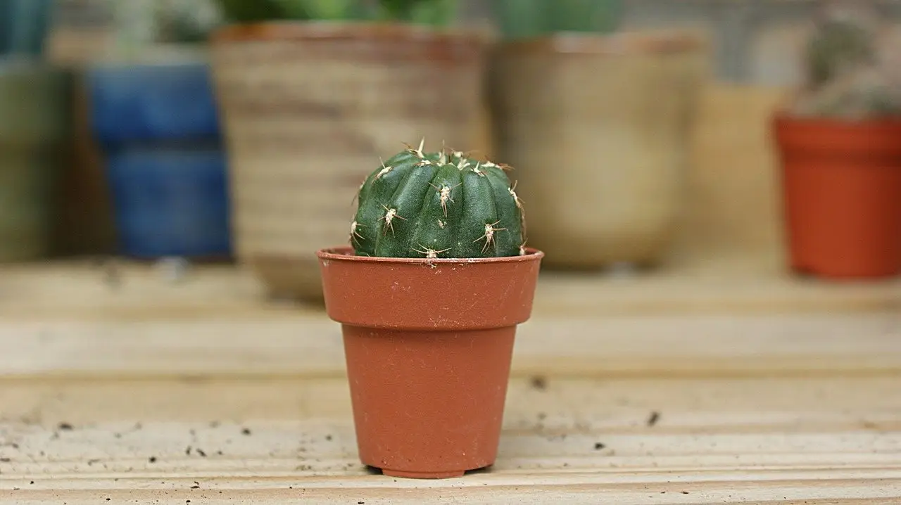 Small cactus pot