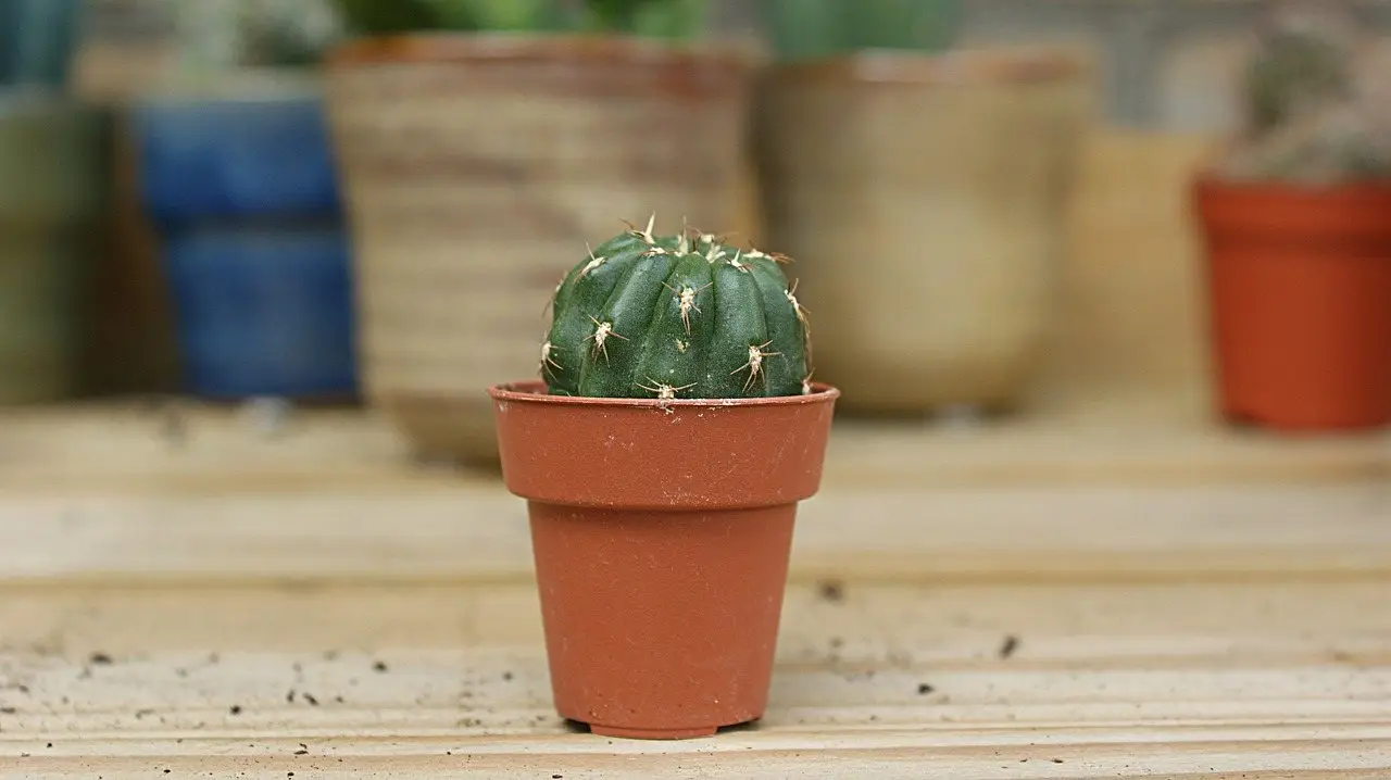 Small cactus pot