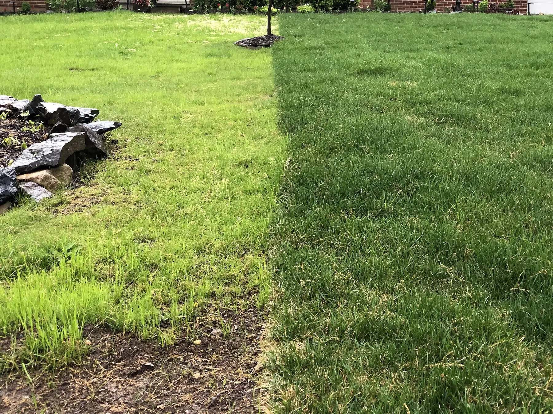 A newly seeded lawn on the left beside established turf on the right