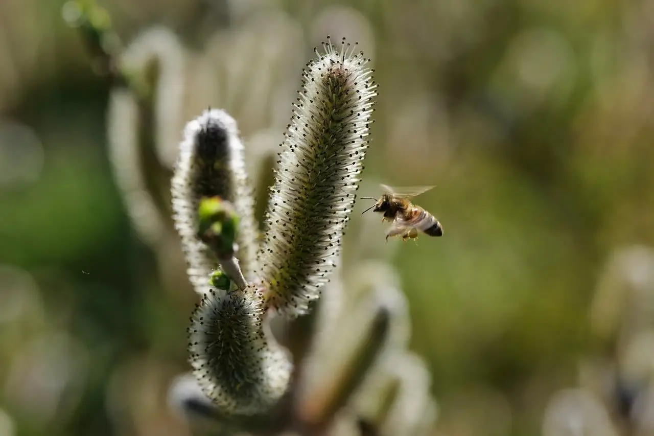 Pussy willow branches