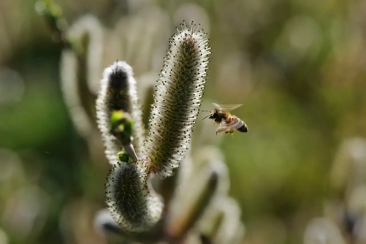 Pussy willow branches