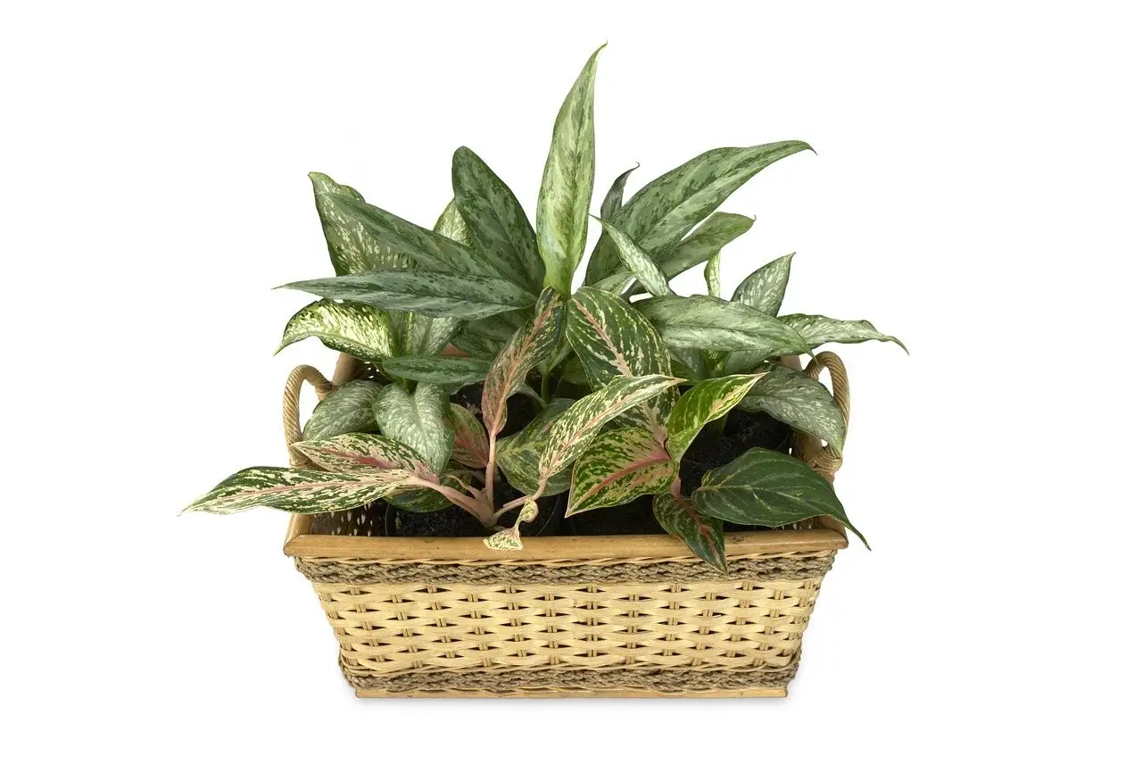 Dieffenbachia houseplant