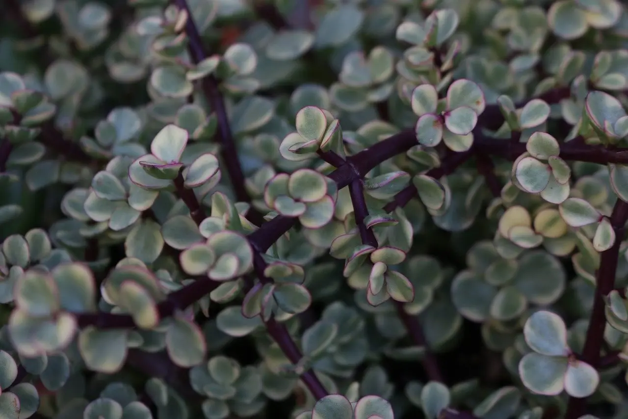 Close-up of elephant bush foliage: small round jade-green leaves on reddish-brown stems