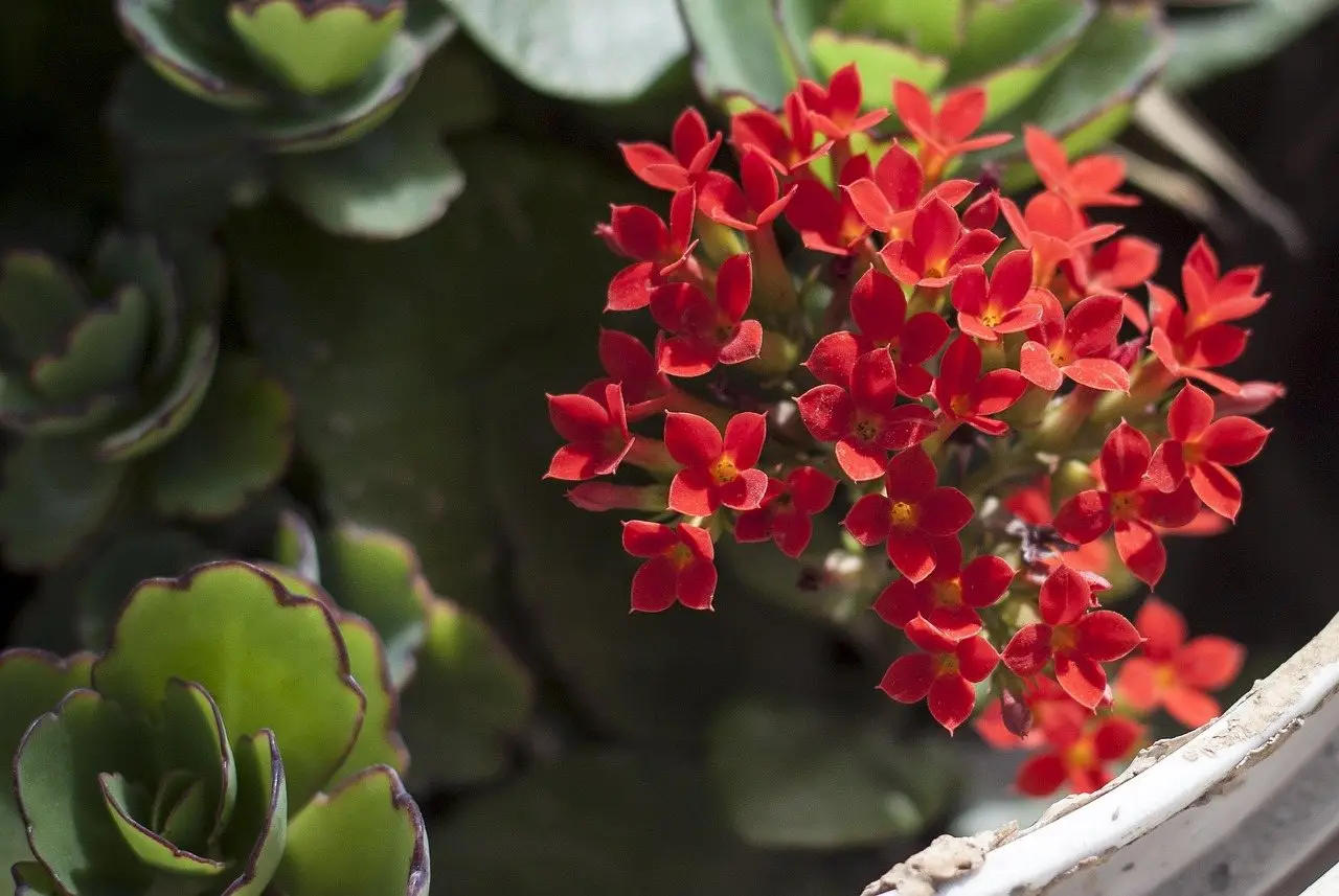 Kalanchoe flowering plant