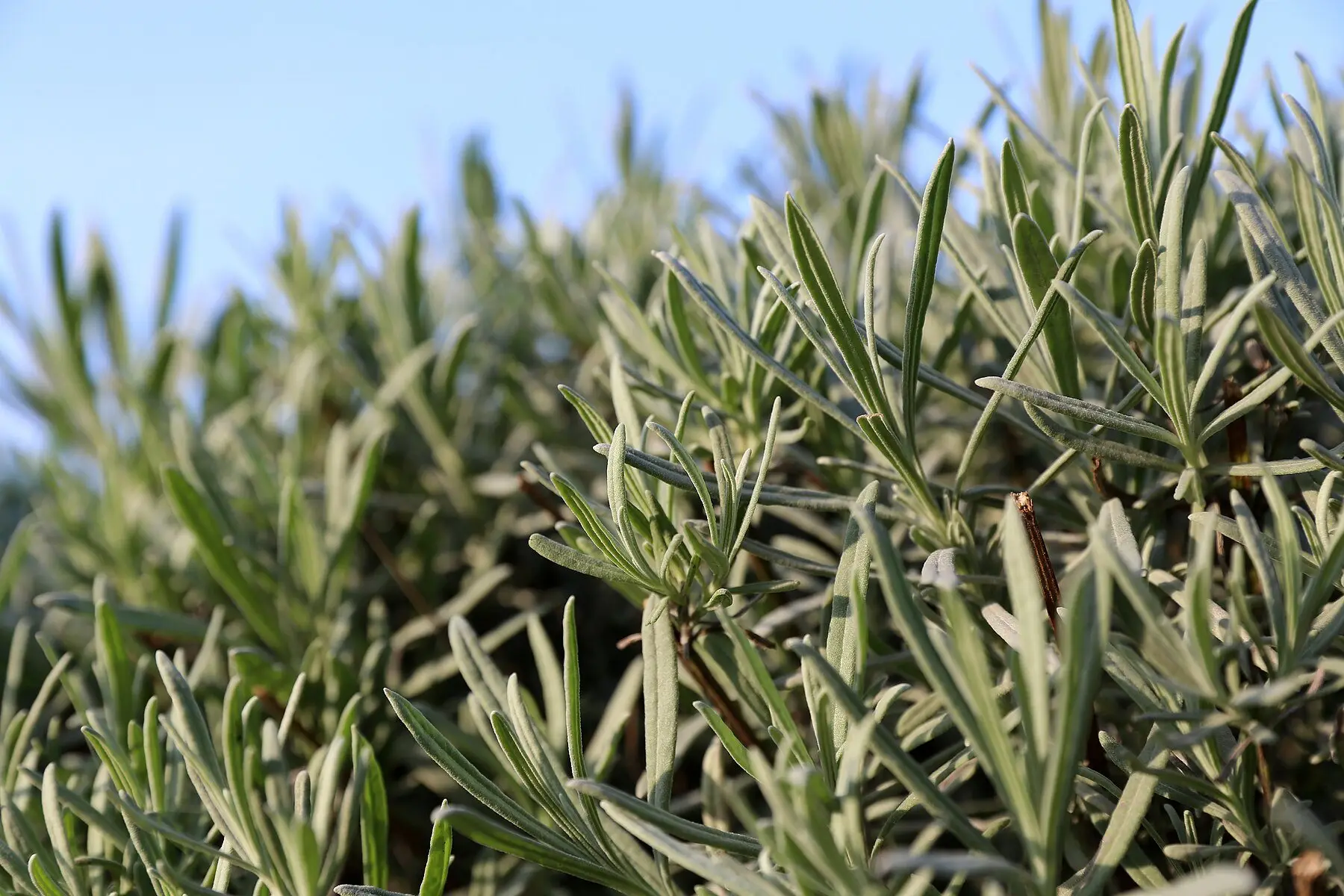 Non-flowering lavender shoots, the growth cuttings are taken from