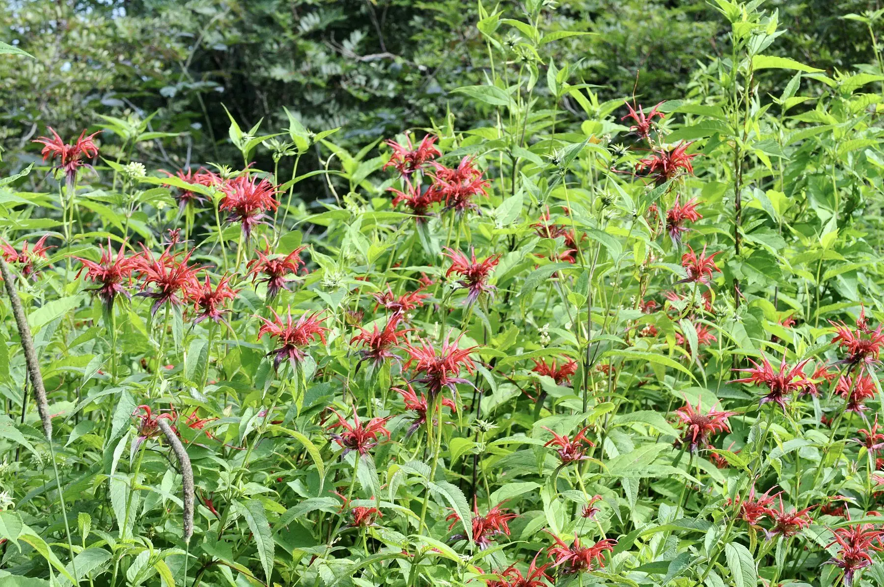 A dense stand of scarlet bee balm in full flower, backed by woodland