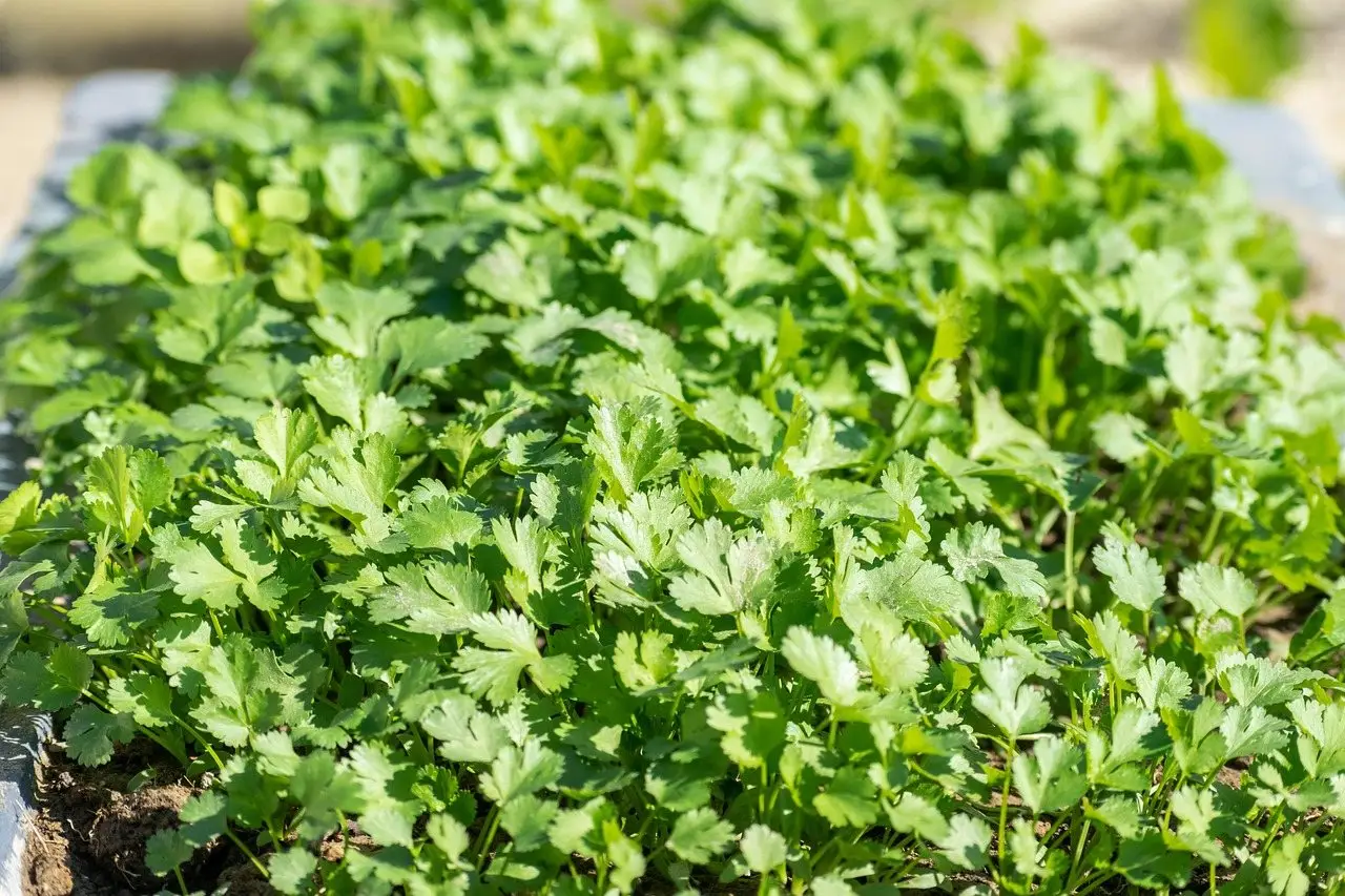Cilantro coriander plant