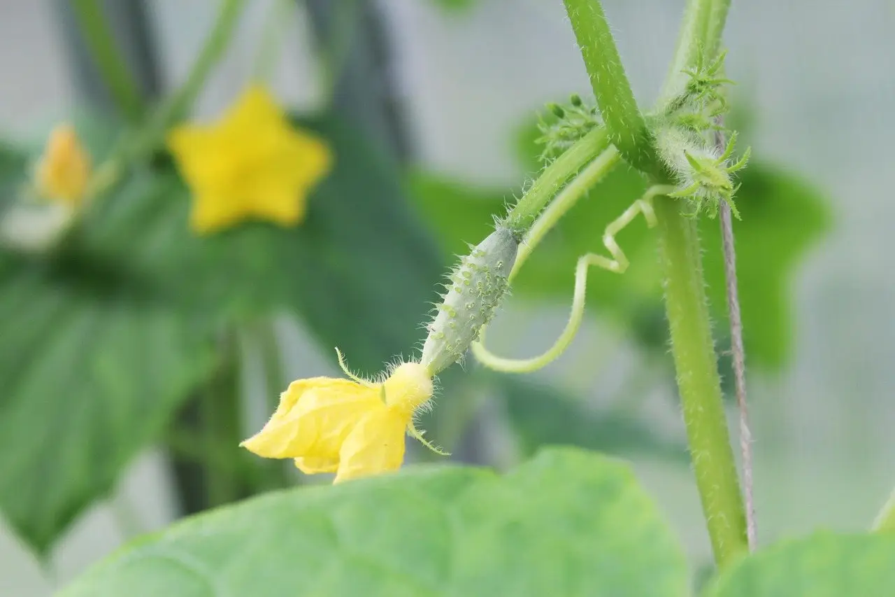 Cucumber greenhouse plant
