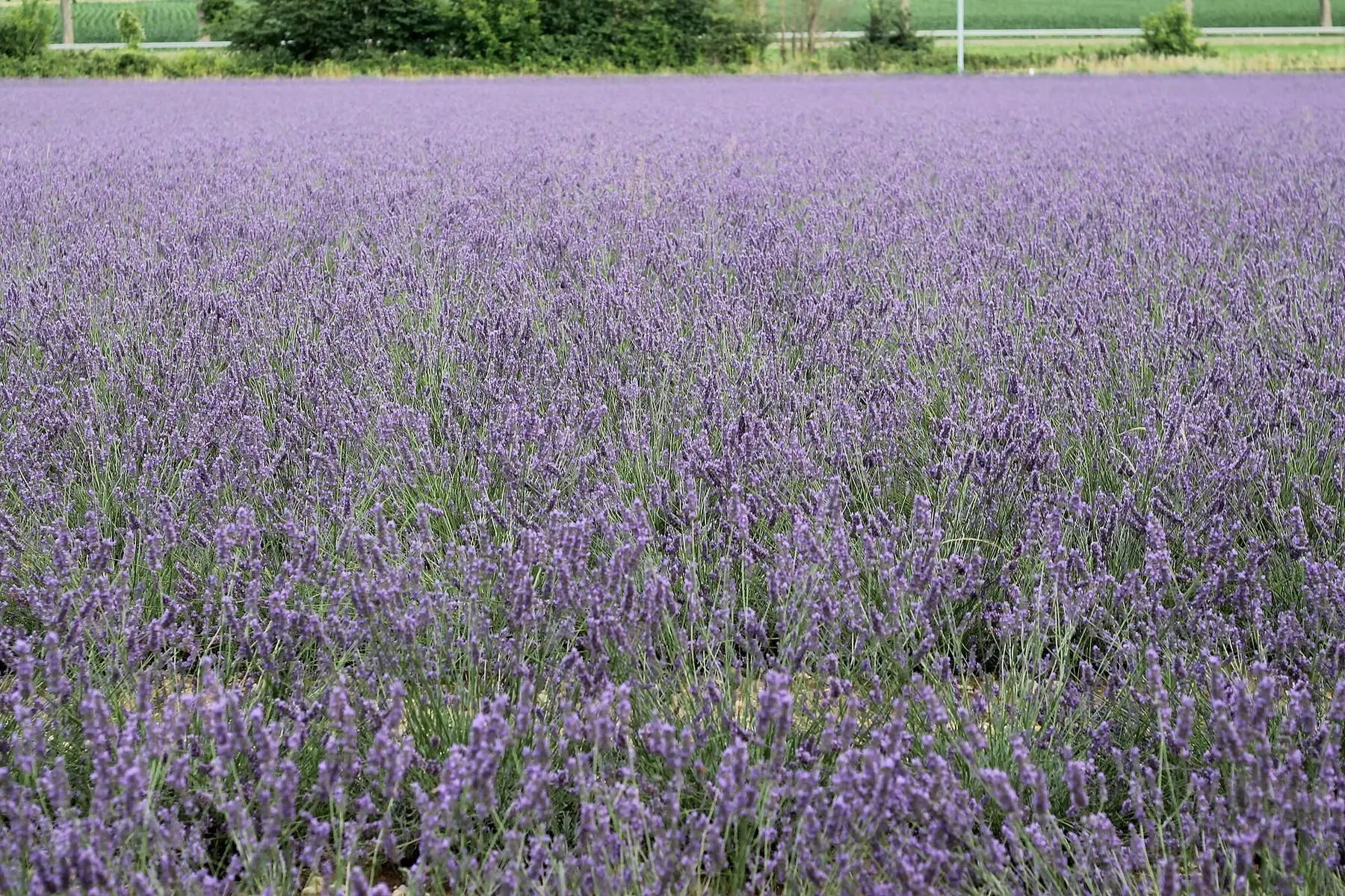Rows of lavender in full purple flower in a field in the Drôme, France