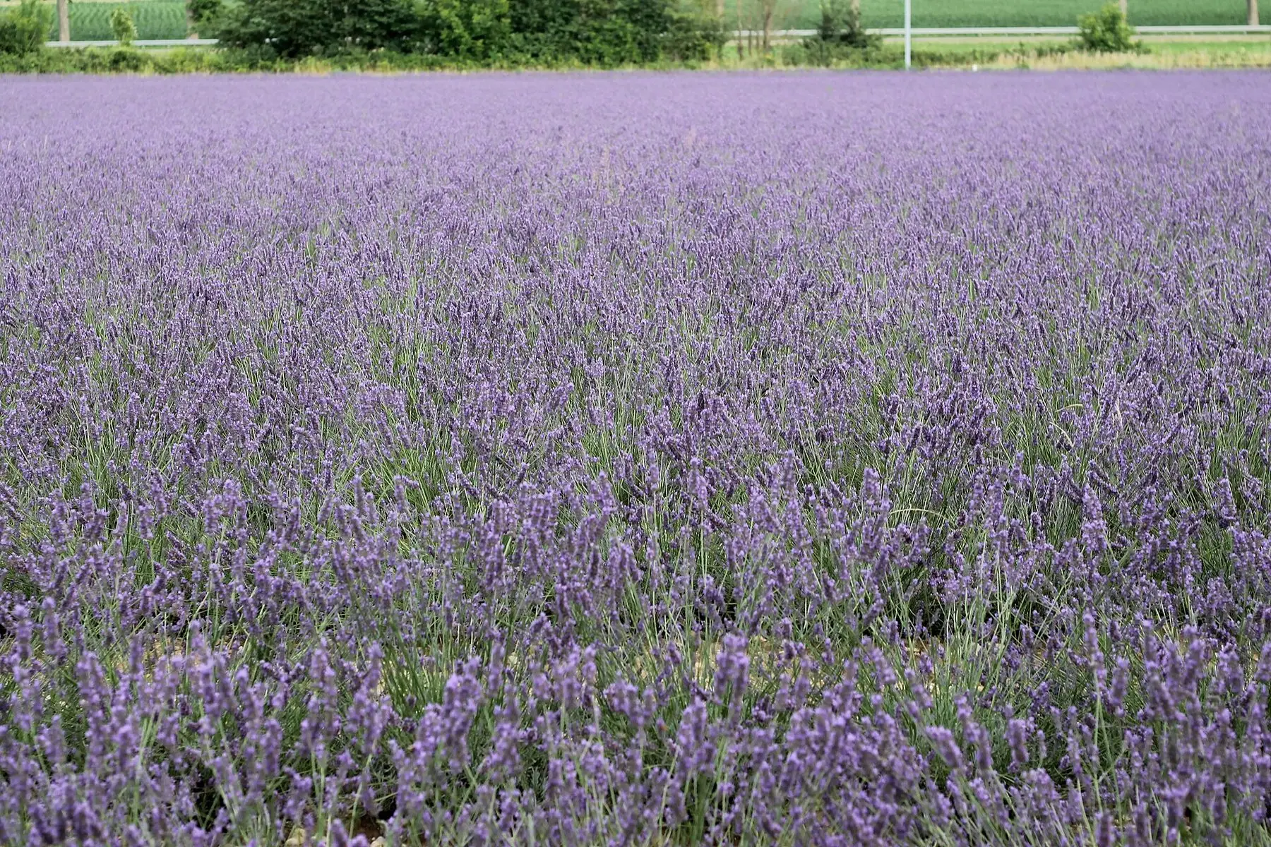 Rows of lavender in full purple flower in a field in the Drôme, France