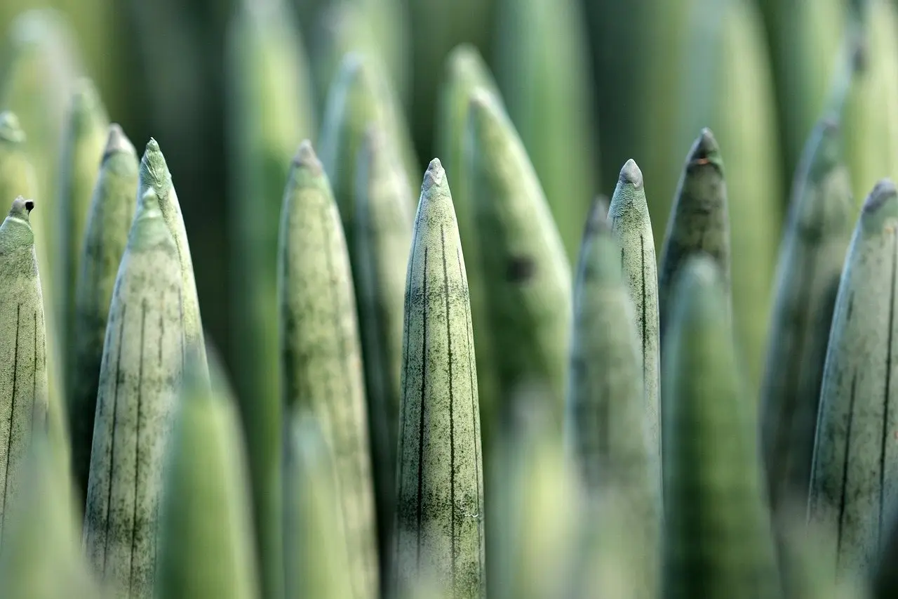Snake plant sansevieria