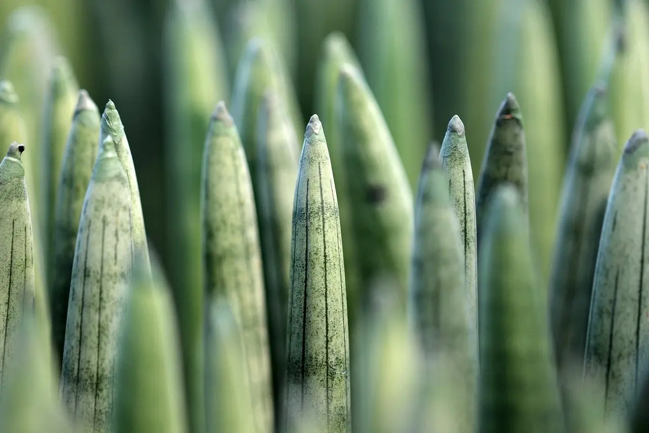 Snake plant sansevieria