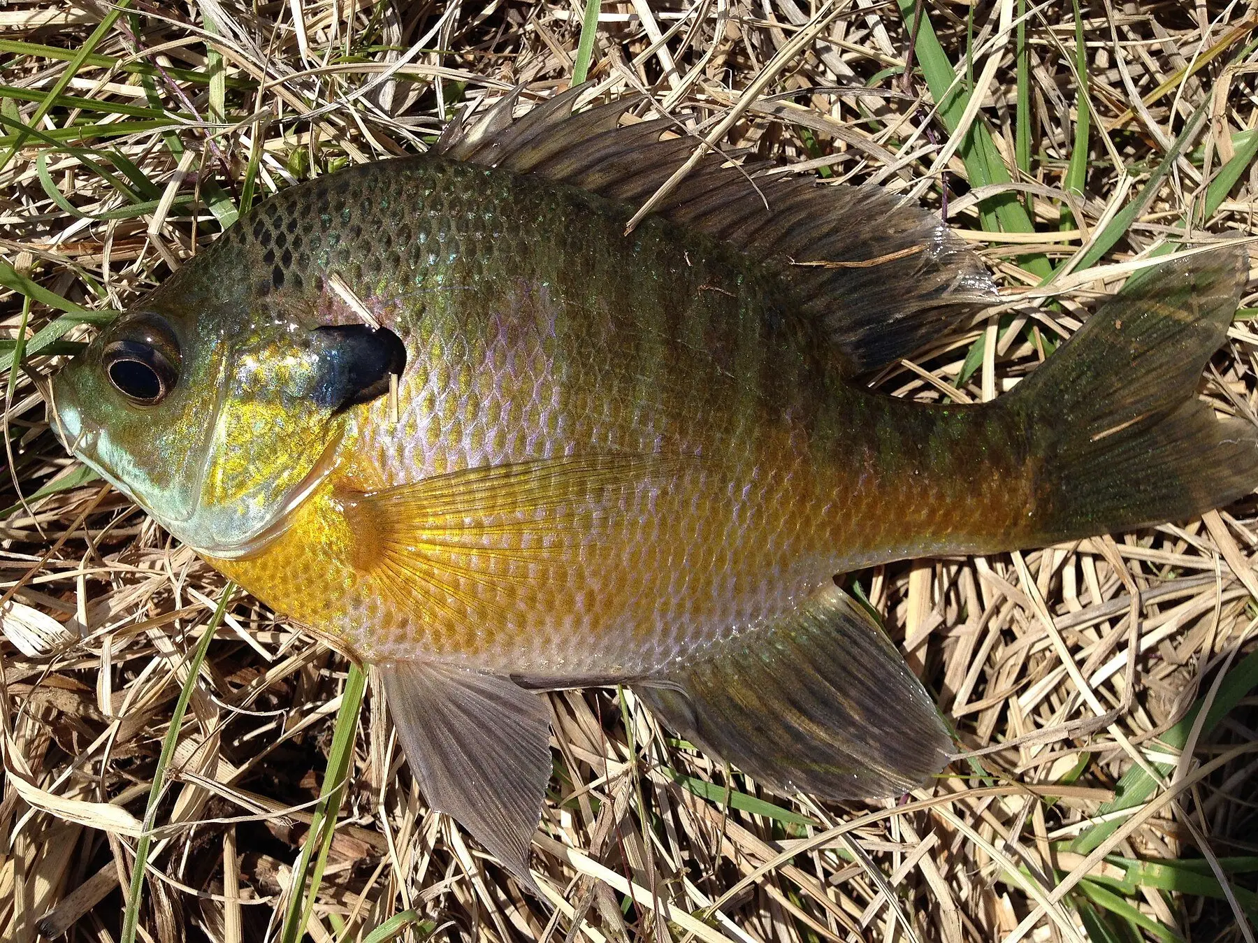 A bluegill sunfish, the usual forage species for pond stocking