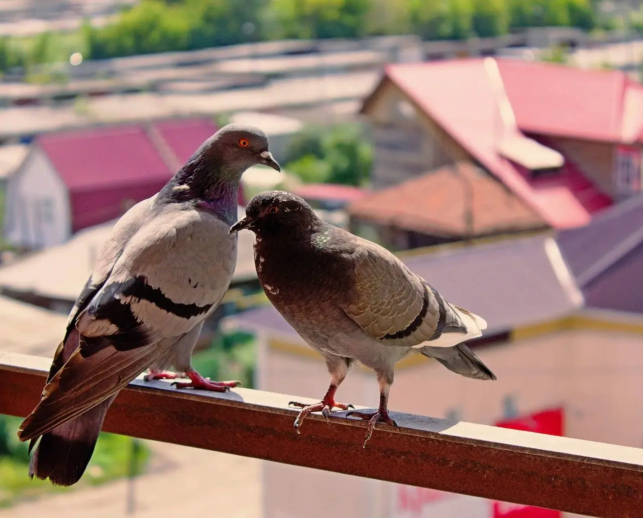Two pigeons perched side by side on a metal balcony railing above suburban rooftops
