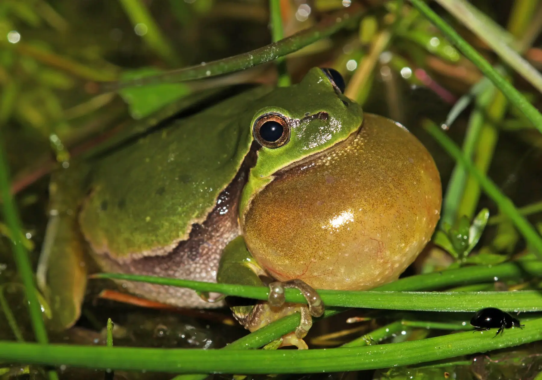 A male tree frog calling at night in wet grass, its vocal sac fully inflated