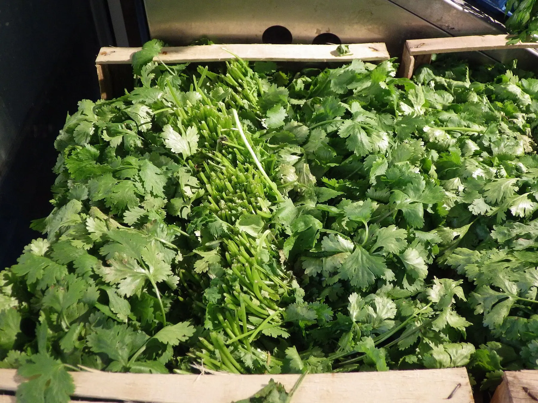 A crate of freshly cut coriander bunches at a market