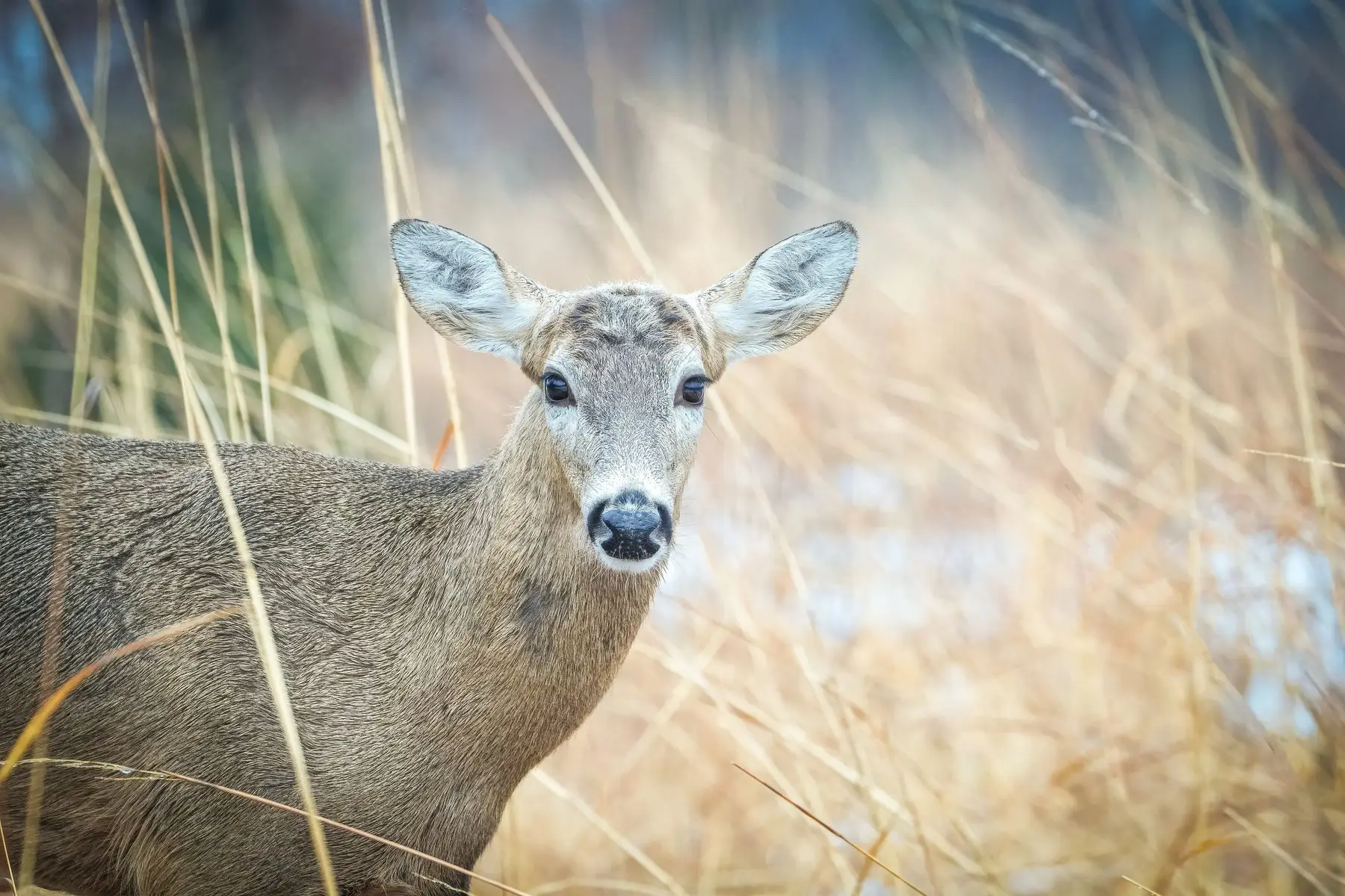 A white-tailed doe looking straight at the camera with its ears pricked forward and head high — the alert posture, not the aggressive one