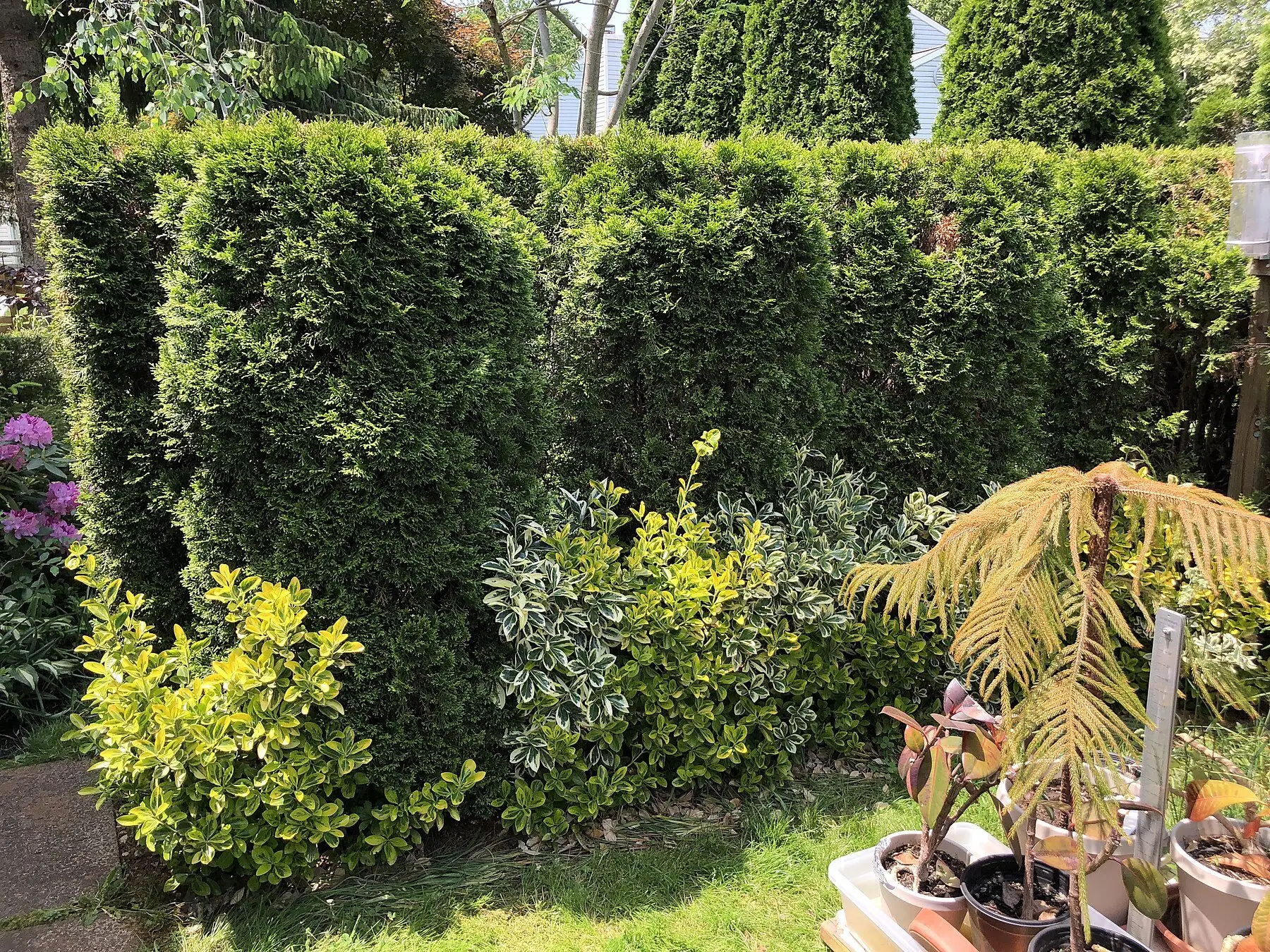 A clipped arborvitae hedge in full green, with shrubs planted along its base and a browning potted conifer nearby