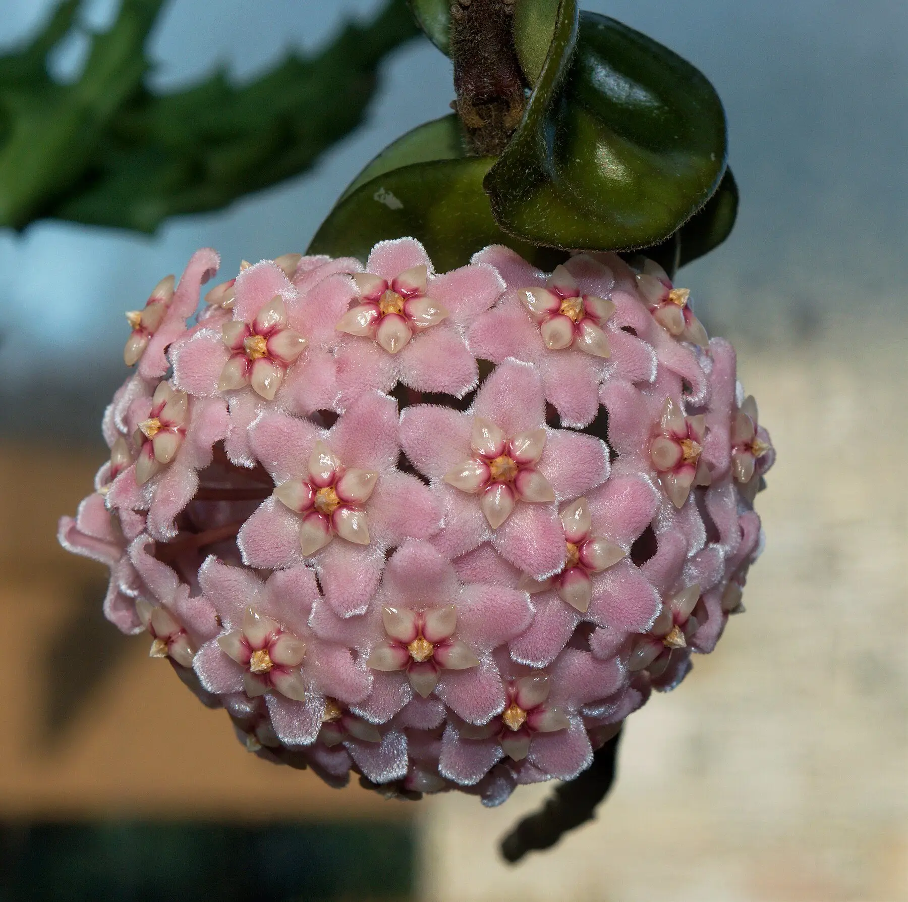 A rounded umbel of pale pink hoya flowers, each with a darker star at the centre, hanging below thick waxy leaves