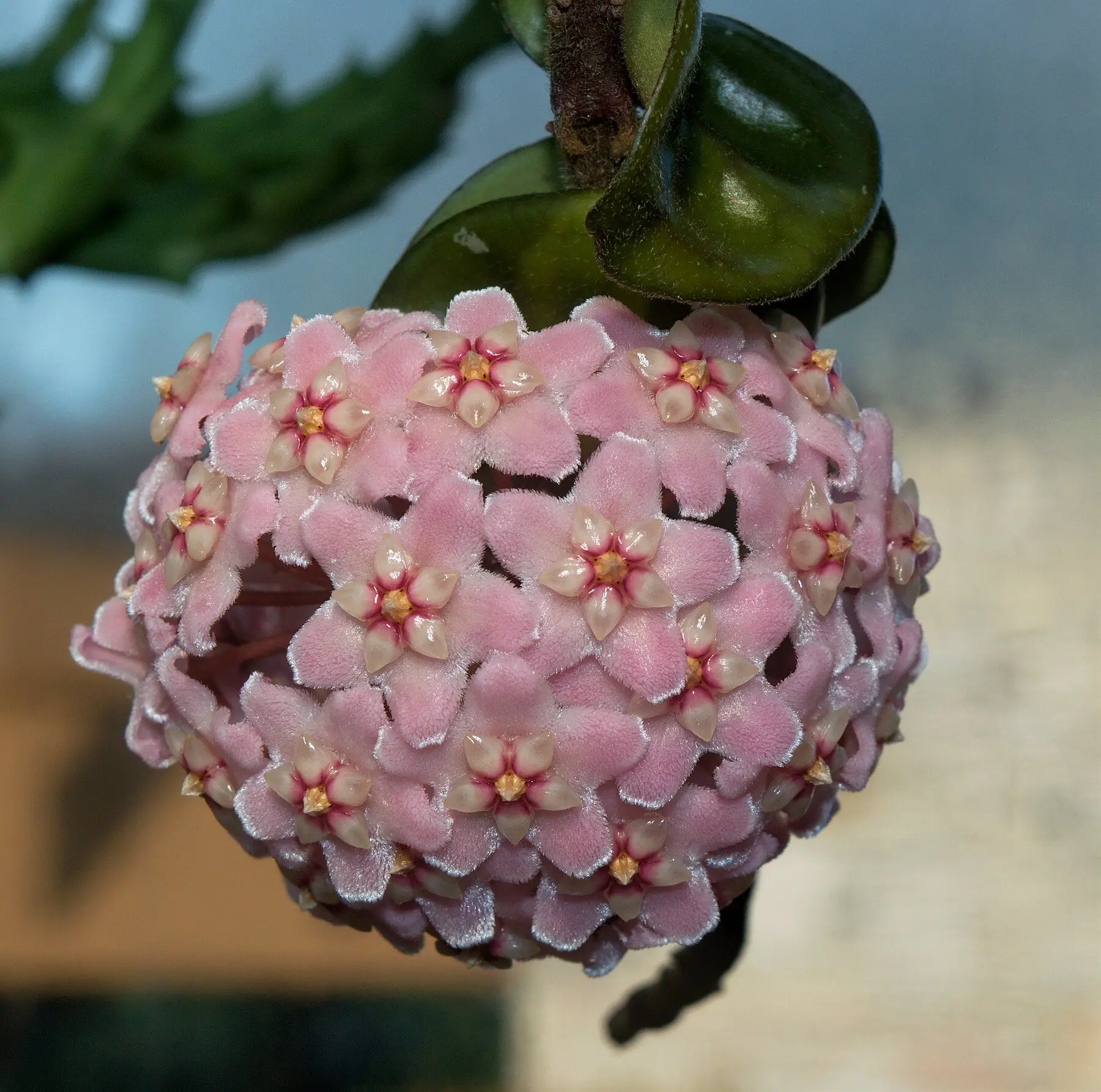 A rounded umbel of pale pink hoya flowers, each with a darker star at the centre, hanging below thick waxy leaves