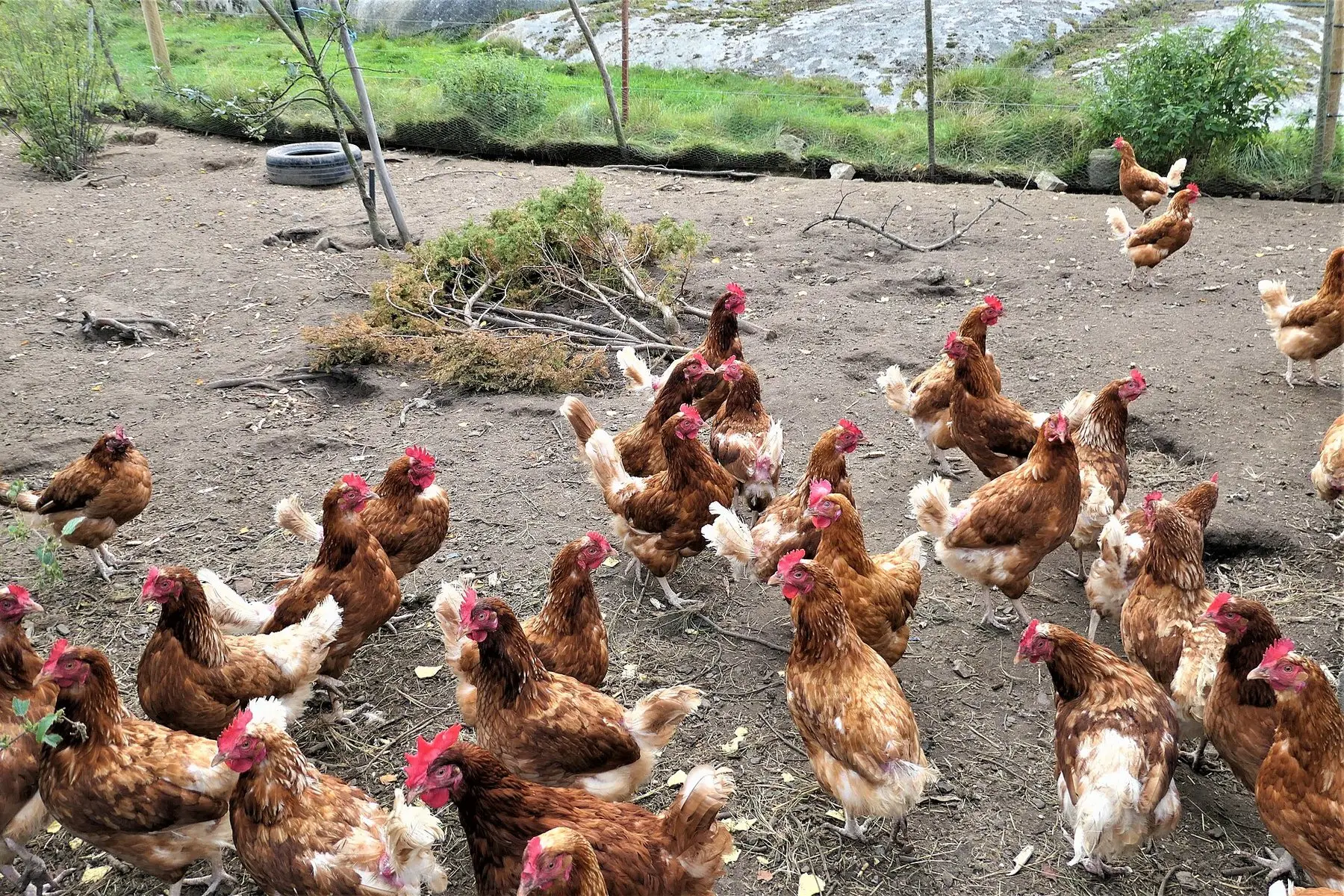 A mixed flock of free-range hens foraging together