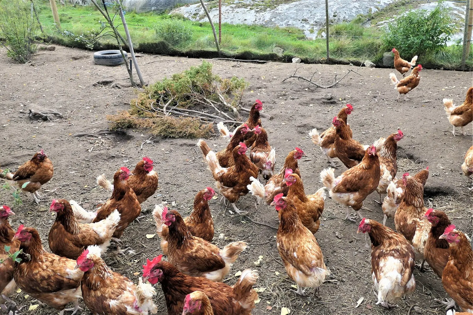 A mixed flock of free-range hens foraging together