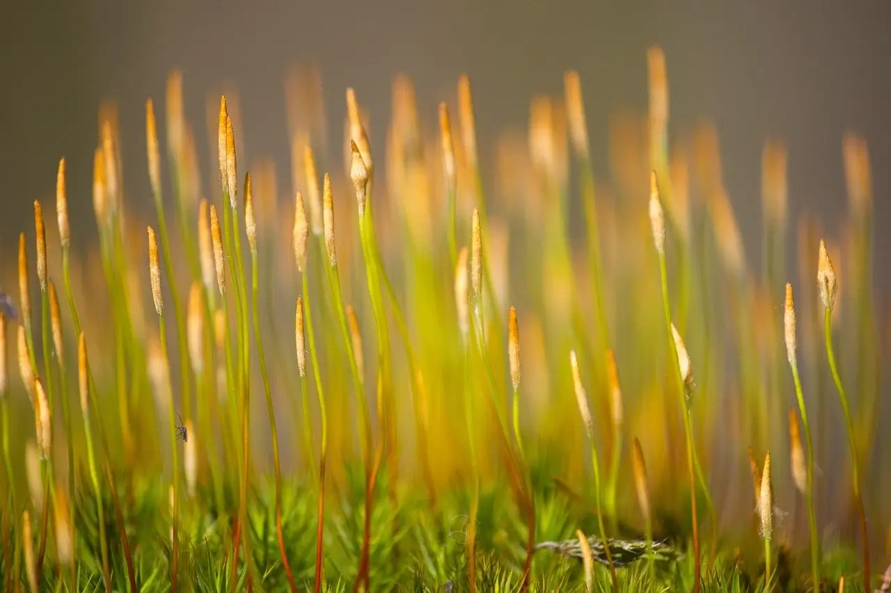 Moss ground cover green