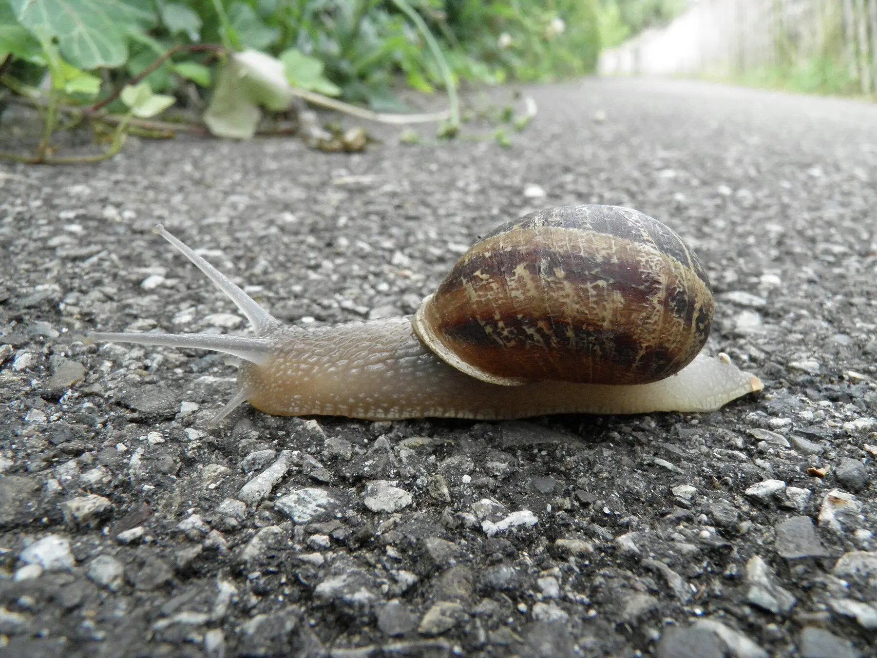 A garden snail crossing tarmac at eye level, tentacles extended and shell in profile