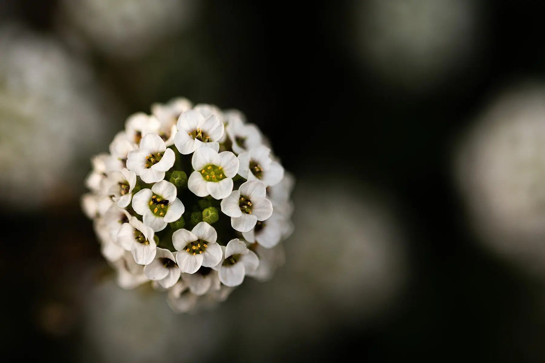 A tight rounded cluster of sweet alyssum flowers, each with four small white petals and a yellow-green centre