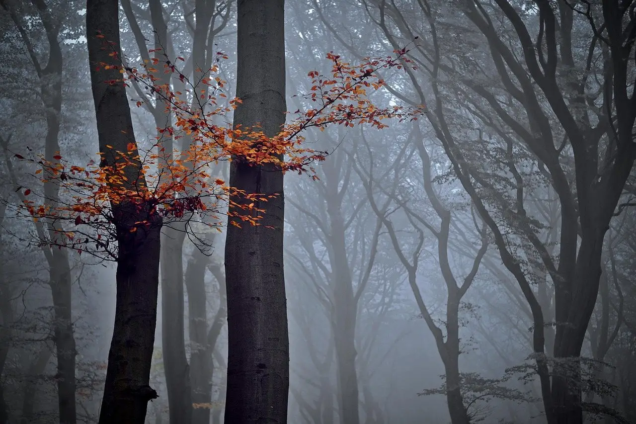 Slender beech trunks in a misty winter wood, a few copper leaves still hanging