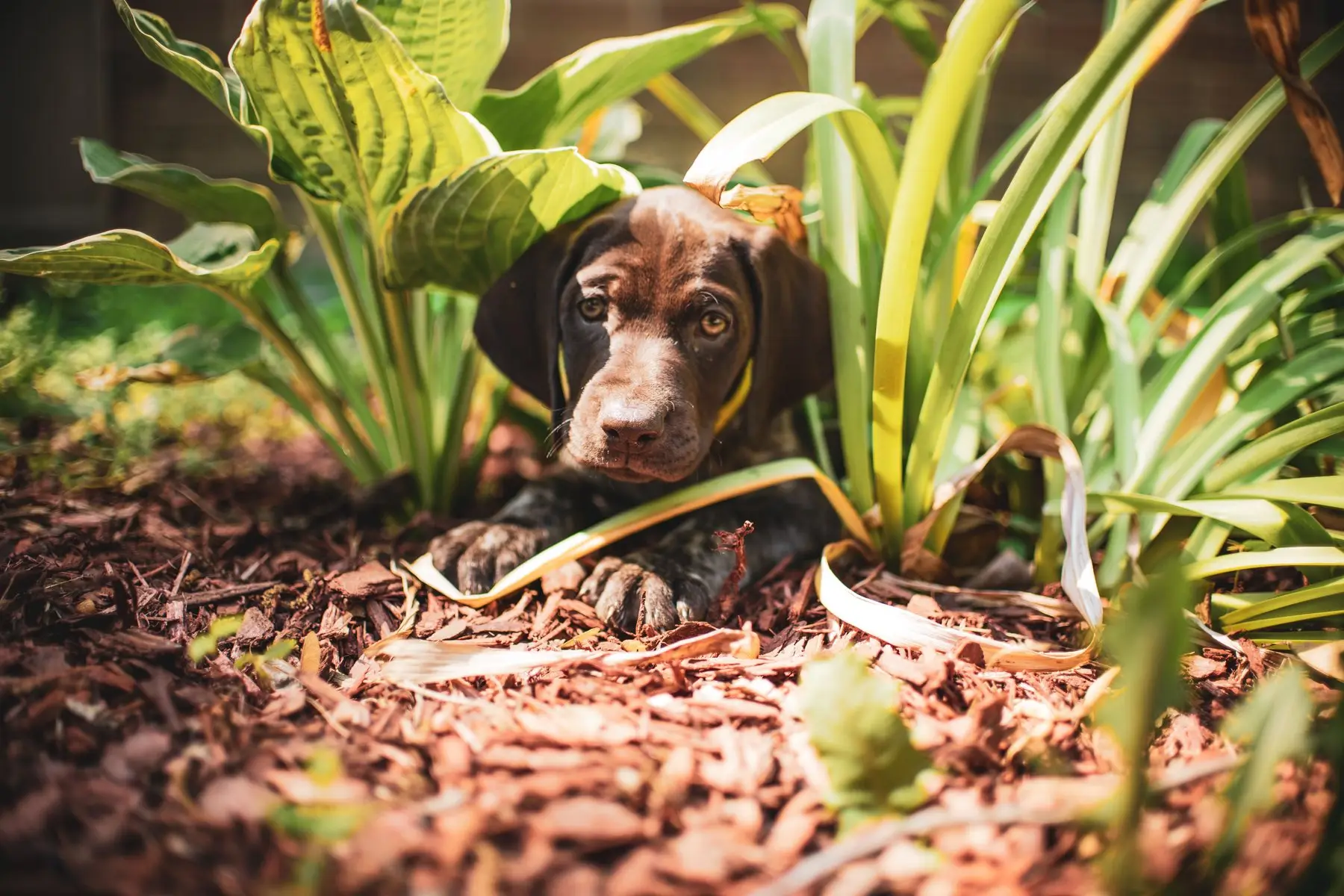 A brown puppy lying in a bark-mulched border between hostas and daylilies, resting directly on the chips