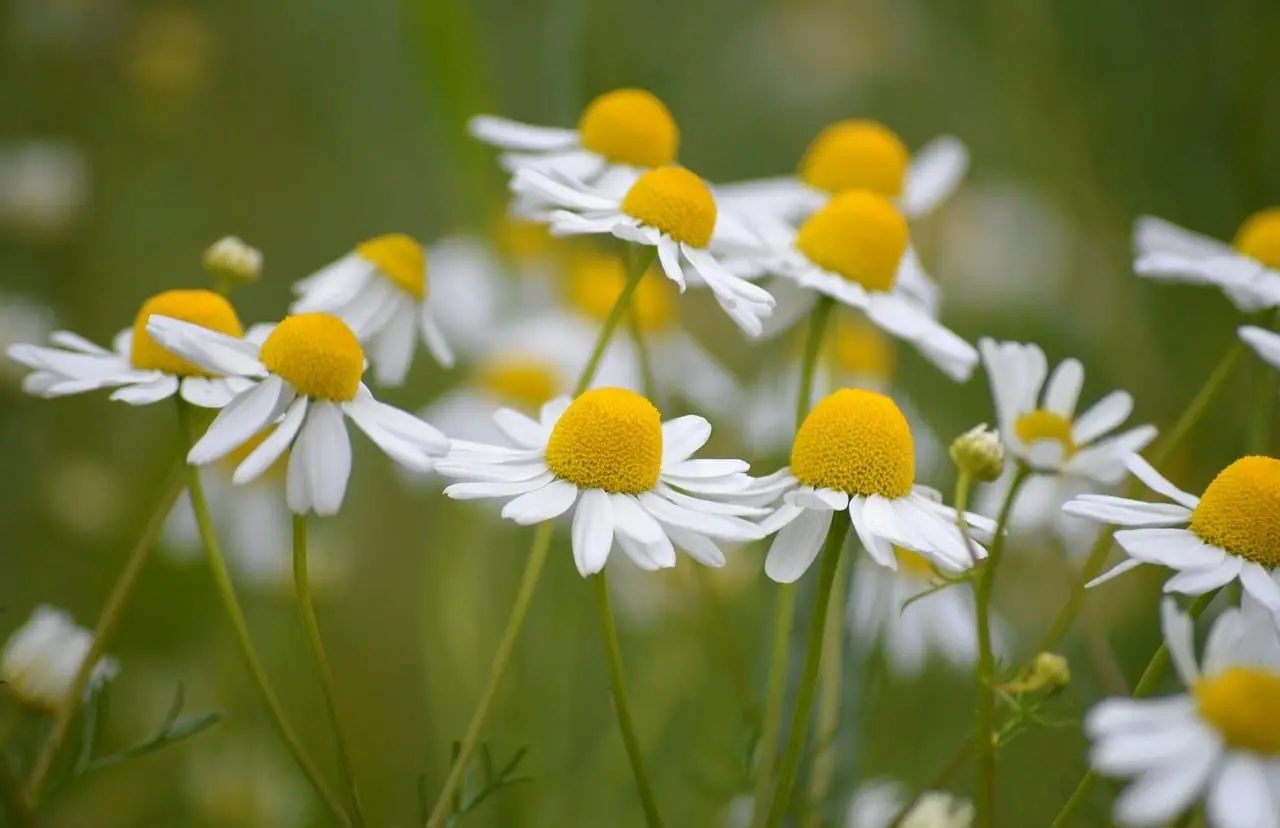 Chamomile flowers