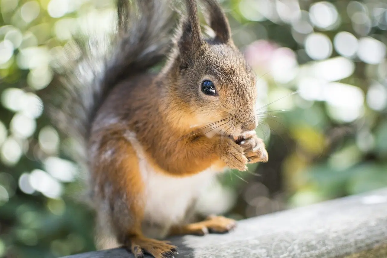 Squirrel eating