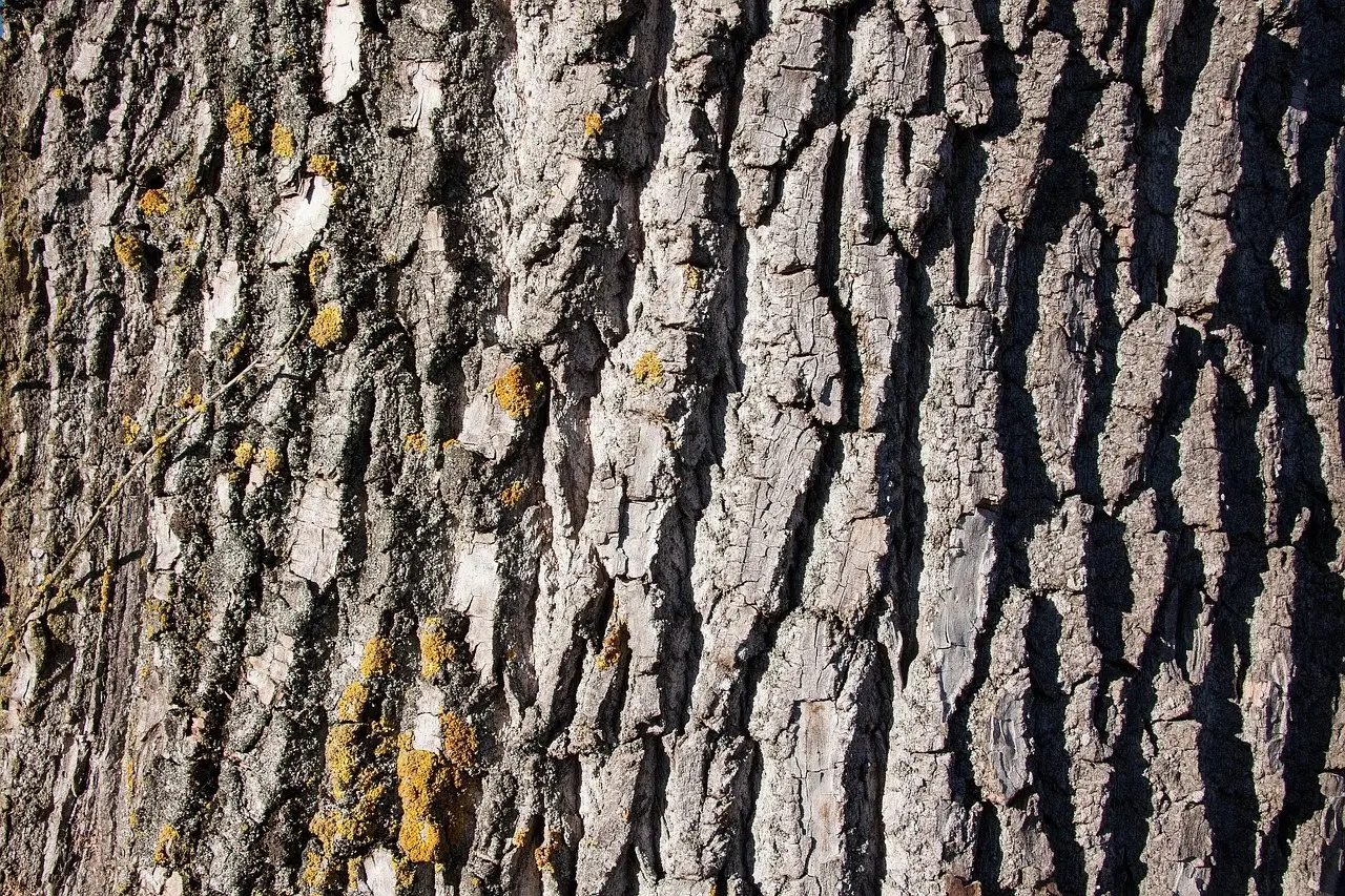 The deeply ridged grey bark of a mature poplar trunk filling the frame