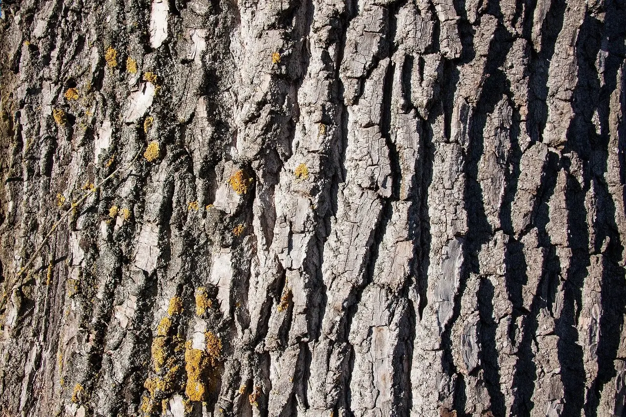 The deeply ridged grey bark of a mature poplar trunk filling the frame