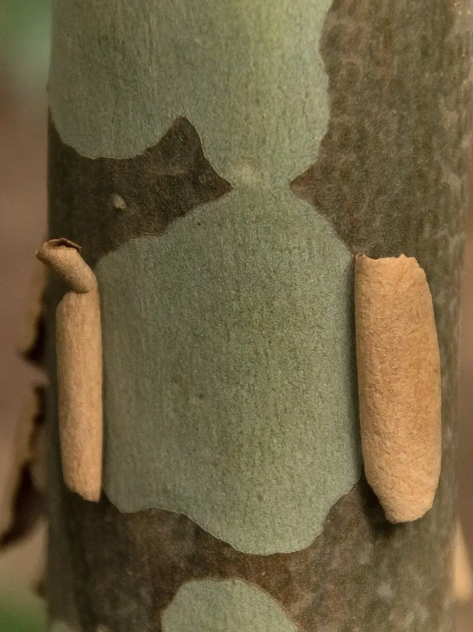 Smooth pale green eucalyptus bark peeling away from a trunk in curling strips