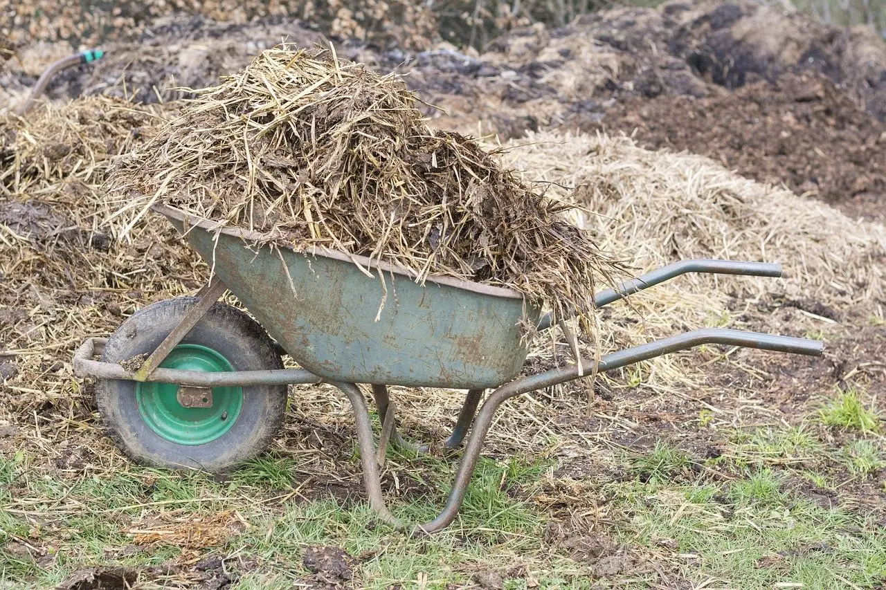 A wheelbarrow standing beside a large heap of strawy manure