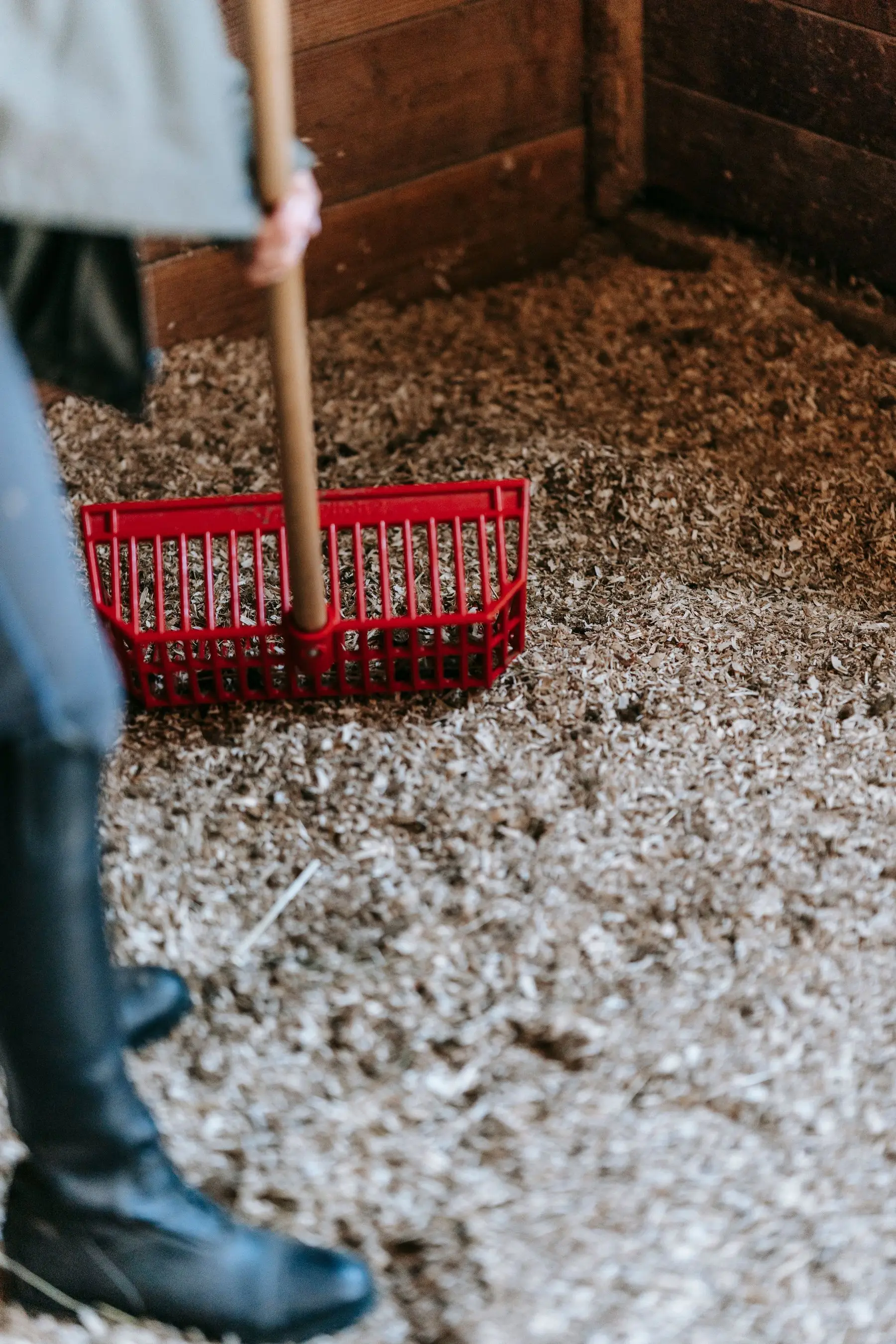 Mucking out a stable with a fork over deep wood-shaving bedding