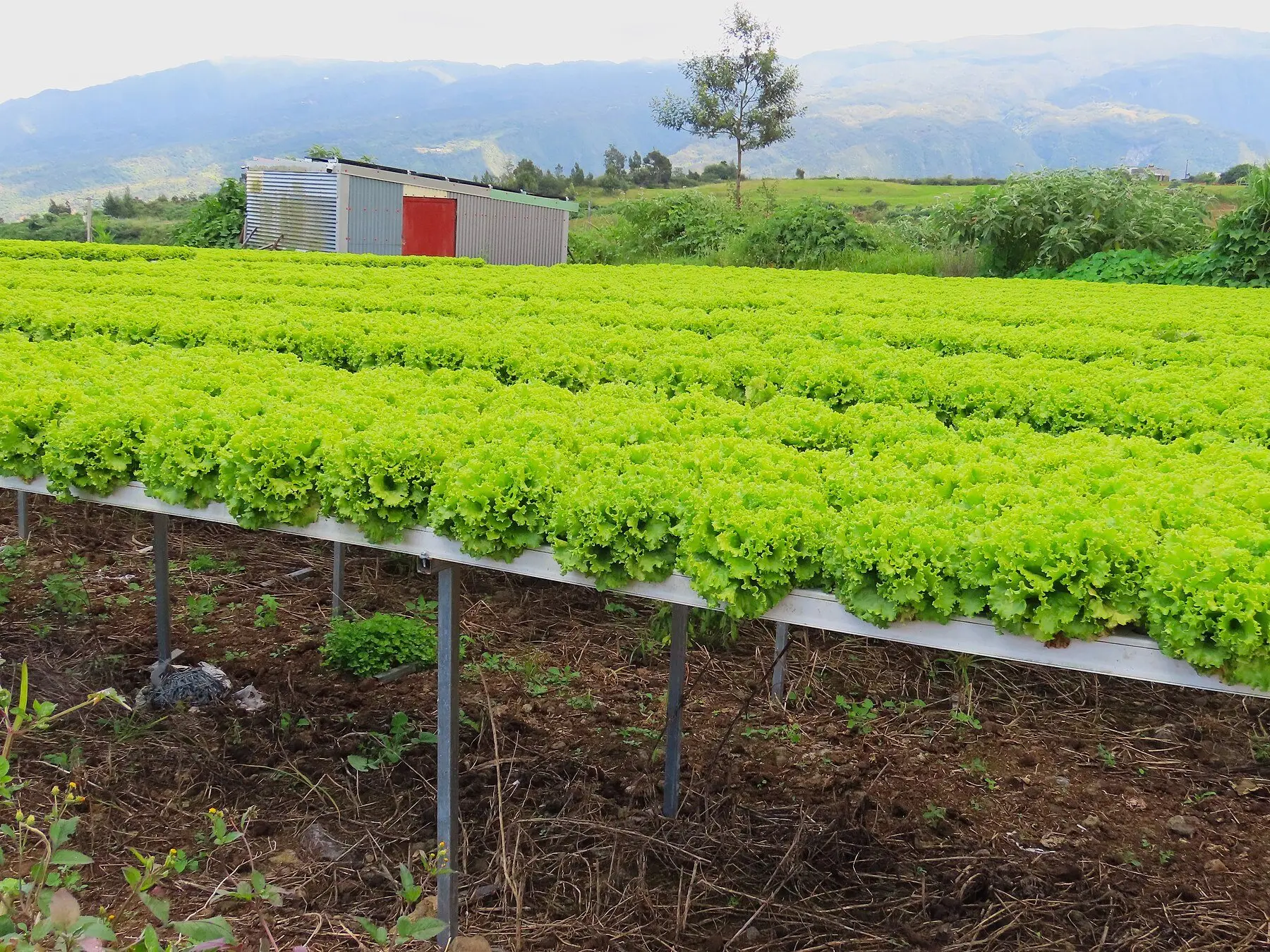 Rows of hydroponic lettuce growing in raised gutters above bare soil, with hills behind