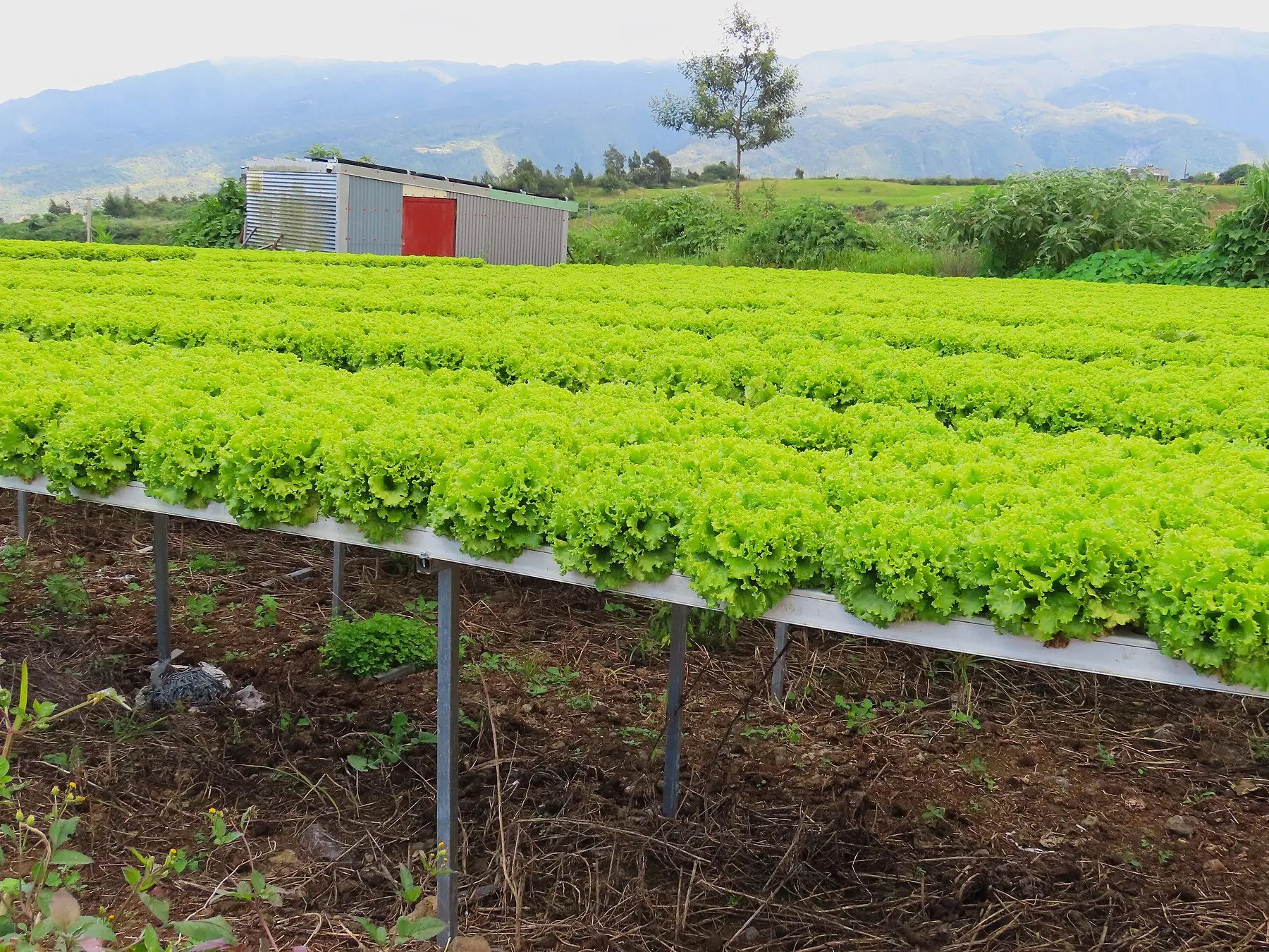 Rows of hydroponic lettuce growing in raised gutters above bare soil, with hills behind